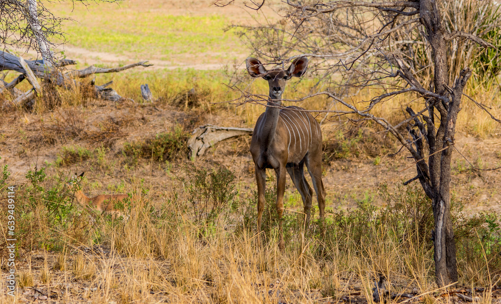 Naklejka premium Kudu Weibchen flucht bereit