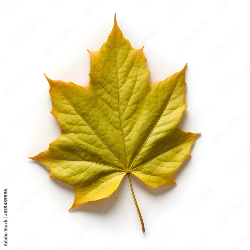 photo autumn leaves isolated in white background ai generated photo autumn leaves isolated in white background ai generated