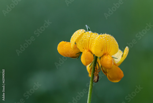 Primo piano di fiore giallo con gocce di rugiada e piccolo ragno. Ginestrino delle paludi, lotus pedunculatus, vegetazione spontanea caratteristica dei terreni paludosi, boschi e biotopi. 