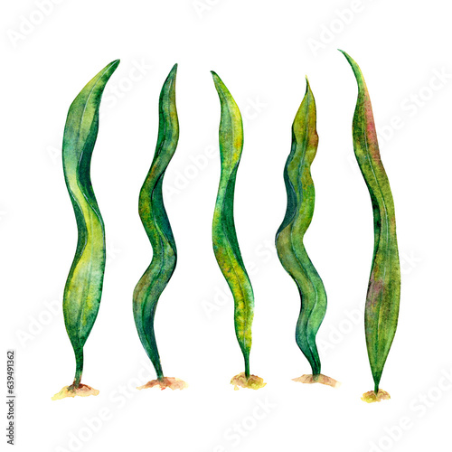 Bild auf Leinwand Watercolor drawing set of laminaria algae wobbling underwater isolated on white background