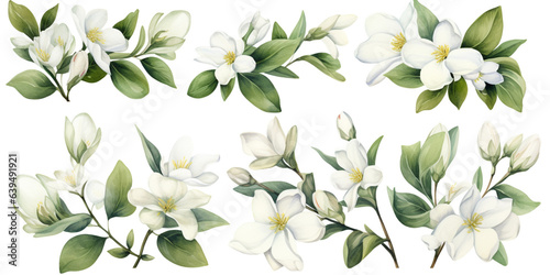 Set of jusmine flowers watercolor style. © toeytoey