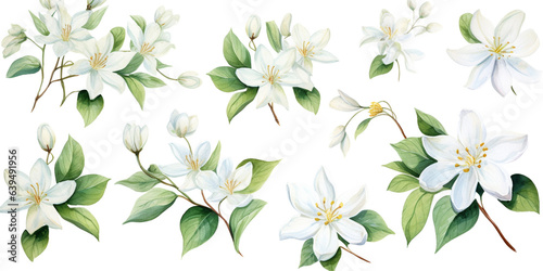 Set of jusmine flowers watercolor style. © toeytoey