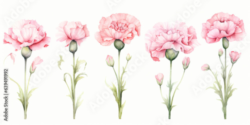 Set of Carnation flowers watercolor style.