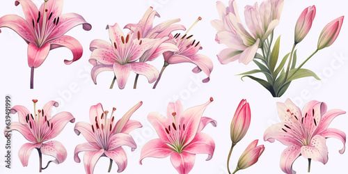 Set of Lilly flowers watercolor style.