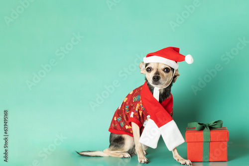 christmas dog, cute pet in a christmas scarf and a santa hat with a christmas gift on a green background,copy space © yta