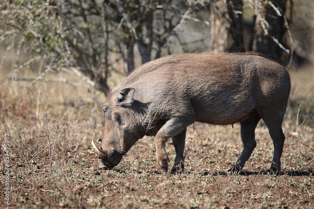 Warzenschwein / Warthog / Phacochoerus africanus Warzenschwein / Warthog / Phacochoerus africanus