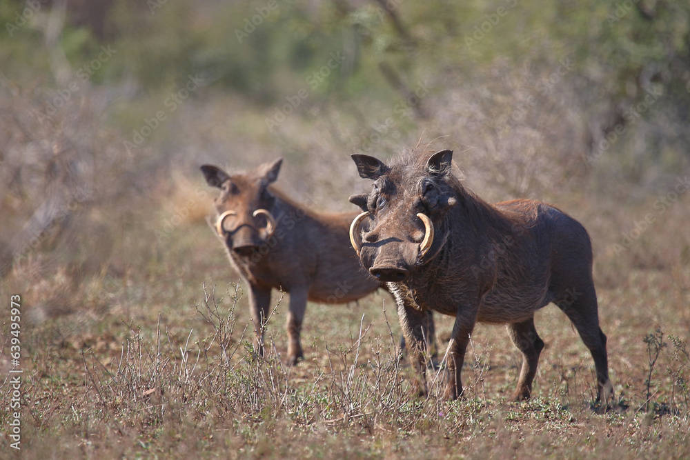 Warzenschwein / Warthog / Phacochoerus africanus Warzenschwein / Warthog / Phacochoerus africanus