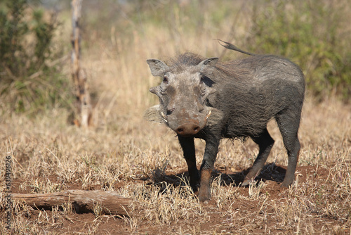 Warzenschwein / Warthog / Phacochoerus africanus © Ludwig