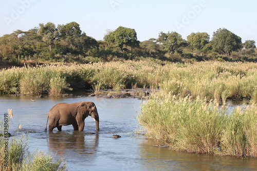 Afrikanischer Elefant im Sabie River / African elephant in Sqabie River / Loxodonta africana
