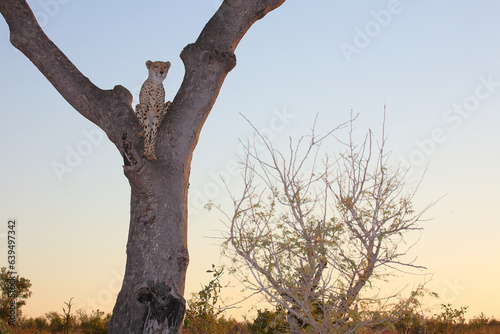 Gepard auf Baum / Cheetah in tree / Acinonyx jubatus