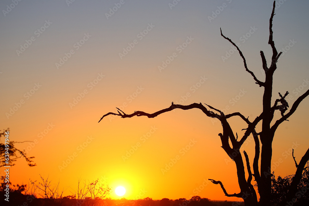 Sonnenaufgang - Krüger Park - Südafrika / Sunrise - Kruger Park - South Africa / Sonnenaufgang - Krüger Park - Südafrika / Sunrise - Kruger Park - South Africa /