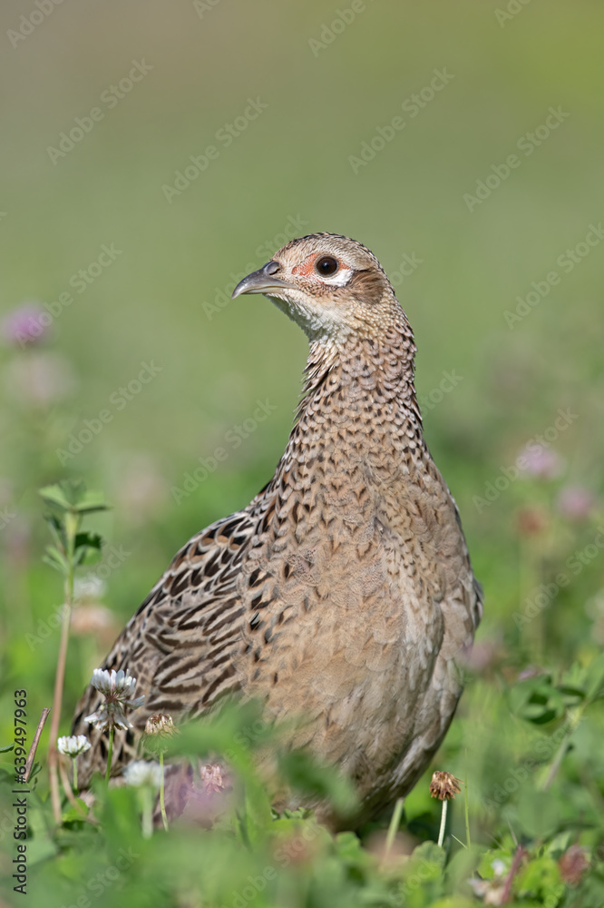 Female Pheasant (Phasianus colchicus) in wildflower field Female Pheasant (Phasianus colchicus) in wildflower field