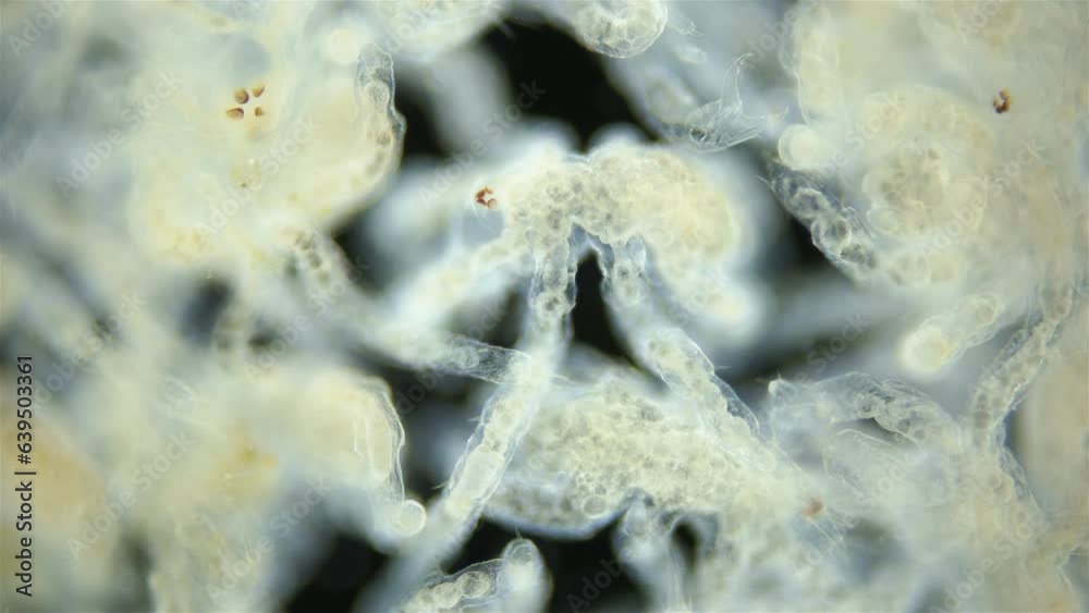 Larvae of sea spider Nymphon grossipesm under microscope, order Pantopoda. Protonymphon stage. Live on the parent until they become juvenile, then they begin an independent life. White sea Larvae of sea spider Nymphon grossipesm under microscope, order Pantopoda. Protonymphon stage. Live on the parent until they become juvenile, then they begin an independent life. White sea
