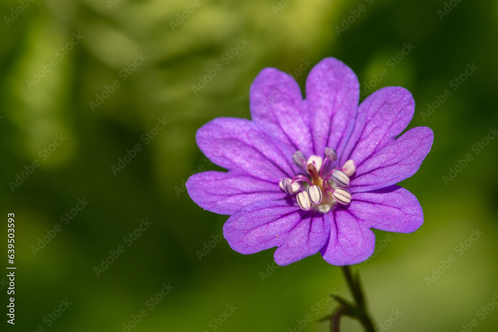 Macro shot of a hedgerow geranium (geranium pyrenaicum) in bloom Macro shot of a hedgerow geranium (geranium pyrenaicum) in bloom