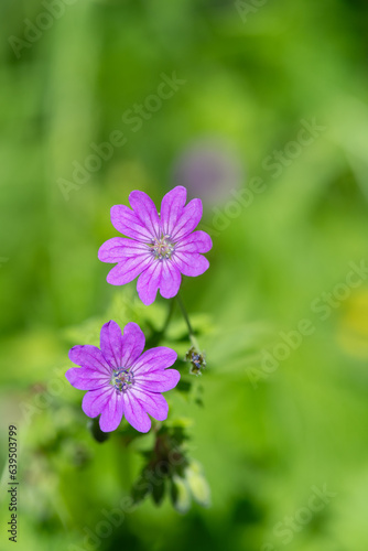 Macro shot of hedgerow geraniums (geranium pyrenaicum) in bloom
