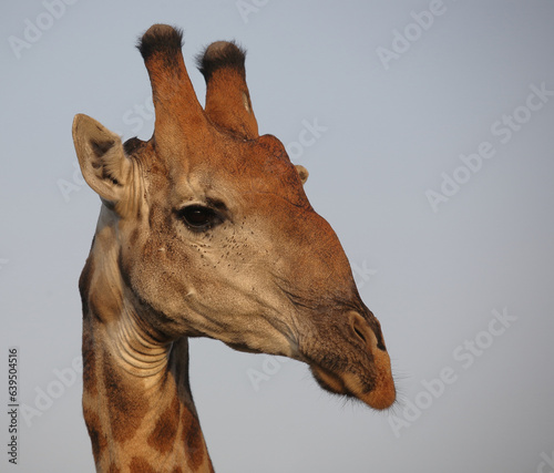 Photography Giraffe / Giraffe / Giraffa camelopardalis