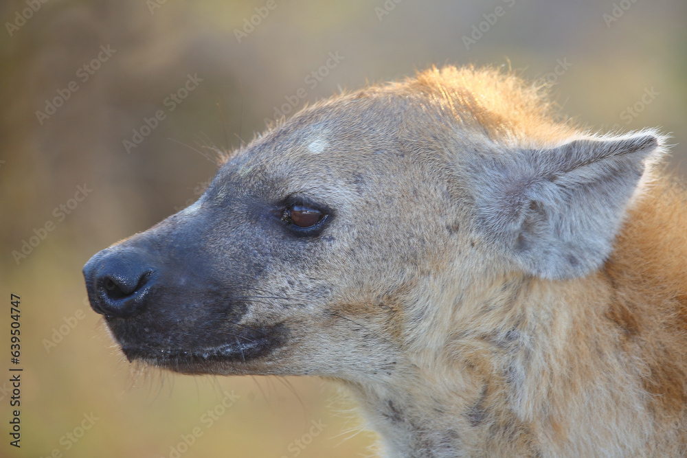 Tüpfelhyäne / Spotted hyaena / Crocuta crocuta Tüpfelhyäne / Spotted hyaena / Crocuta crocuta