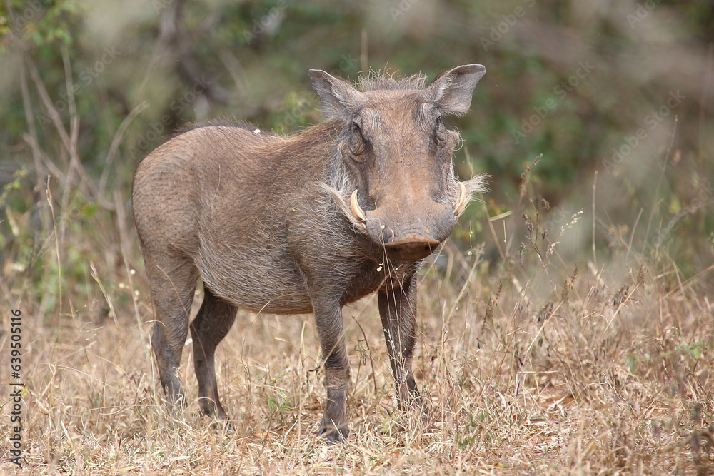 Warzenschwein / Warthog / Phacochoerus africanus Warzenschwein / Warthog / Phacochoerus africanus