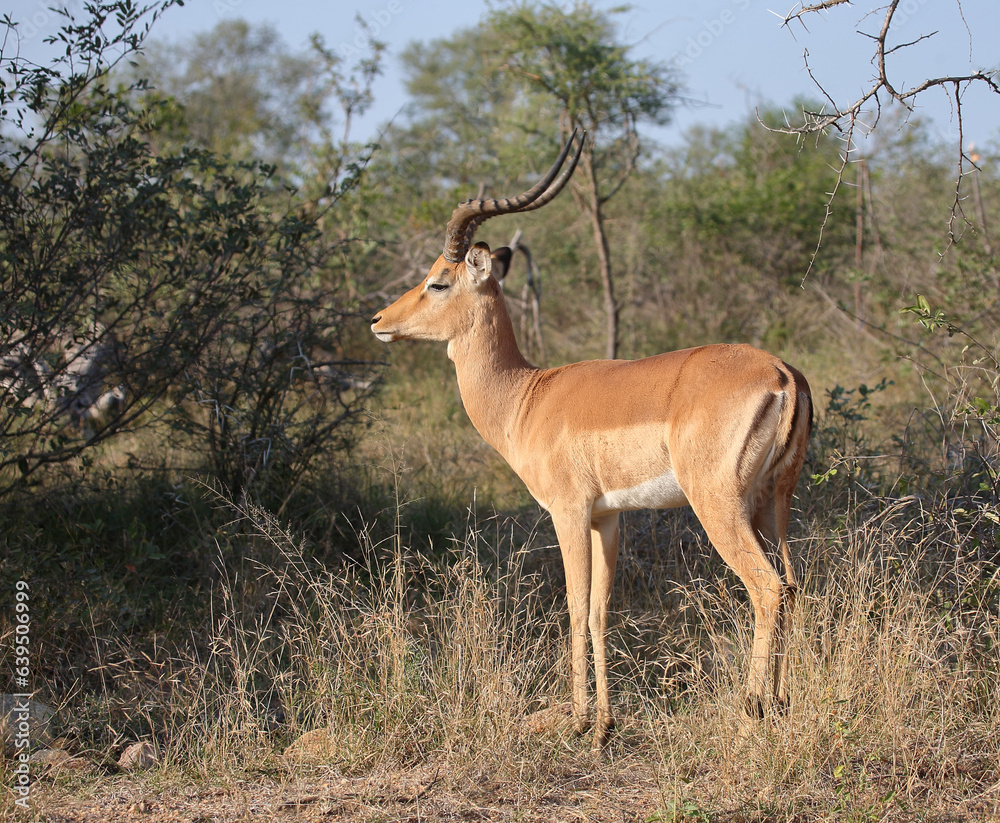 Schwarzfersenantilope / Impala / Aepyceros melampus Schwarzfersenantilope / Impala / Aepyceros melampus