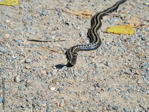 Fotografi Common European viper looking at a camera