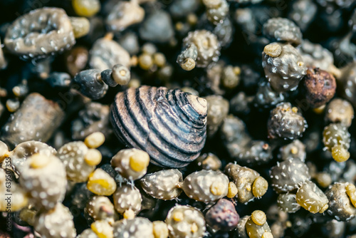 Sculptural shells on the beach 