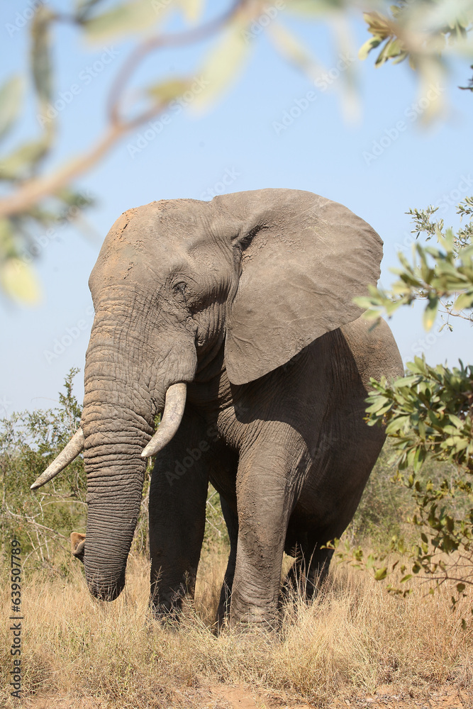 Fototapeta premium Afrikanischer Elefant / African elephant / Loxodonta africana