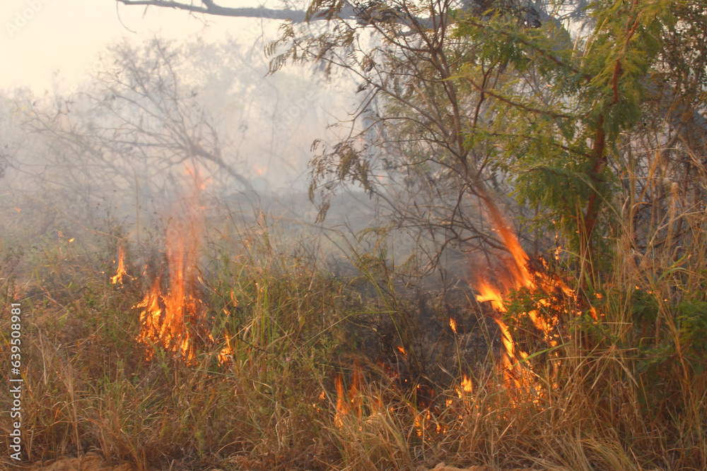Afrikanischer Busch - Krügerpark - Buschfeuer / African Bush - Kruger Park - Bushfire / Afrikanischer Busch - Krügerpark - Buschfeuer / African Bush - Kruger Park - Bushfire /