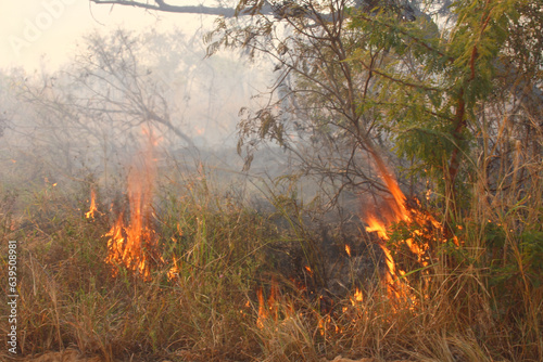 Afrikanischer Busch - Krügerpark - Buschfeuer / African Bush - Kruger Park - Bushfire /