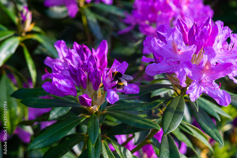Wild Rhododendrons in Wicklow Mountaind Ireland Wild Rhododendrons in Wicklow Mountaind Ireland