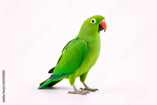 Beautiful green parrot on a white  isolated background