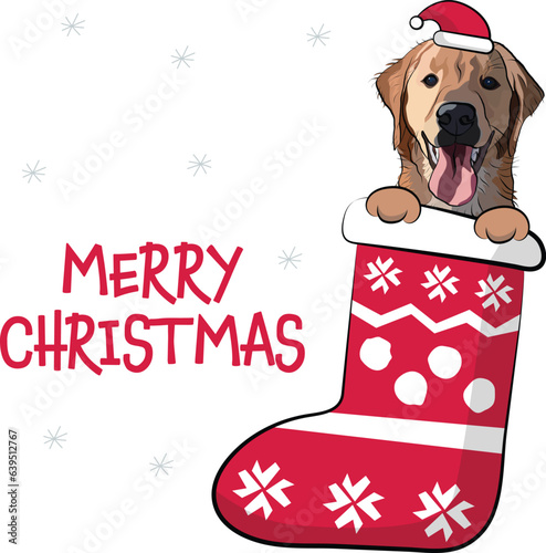 Golden retriever dog smiling face peeking out the Christmas stocking. Golden Retriever Peeking dog. Happy Face Puppy, Pet detailed artwork, Labrador, Lab icon. Winter greetcard with snowflakes, socks.