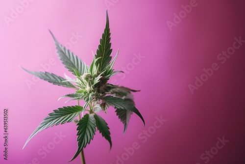 Single marijuana bud on pink background for medical marijuana social media post. Generative AI