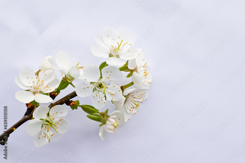 Fototapeta premium Beautiful cherry blossoms in white on white paper with empty space best background