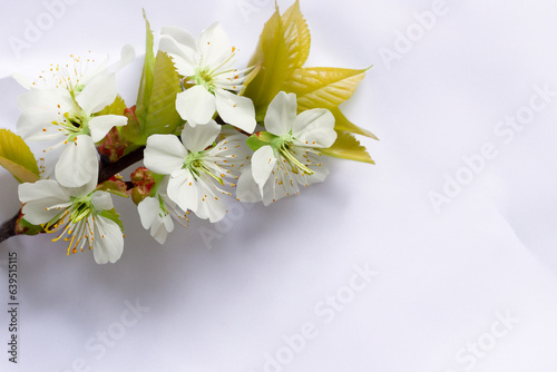 Beautiful cherry blossoms in white on white paper with empty space best background