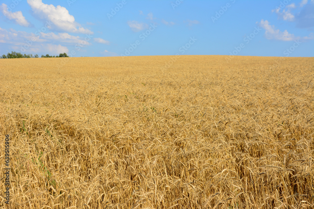 wheat field with blue sky on horizon in sunny day copy space