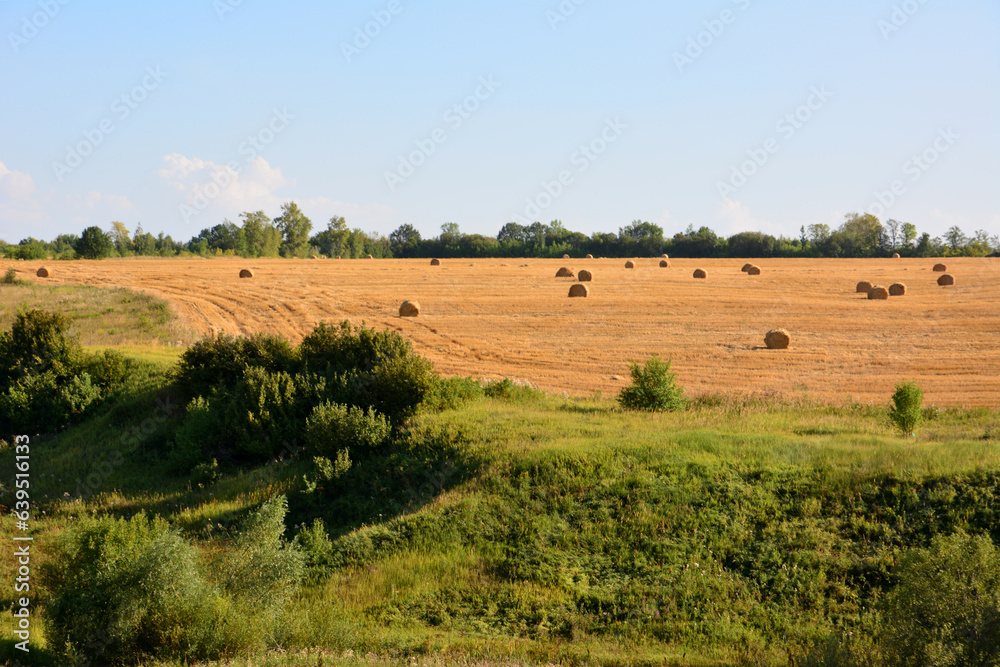 agricultural field with bales of hay in sunny day copy space