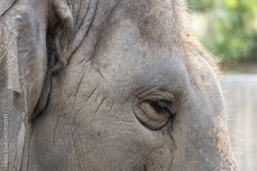 Close up of elephant right eye