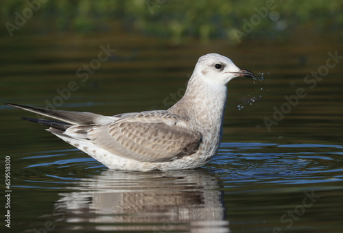 Canvas Print Common gull