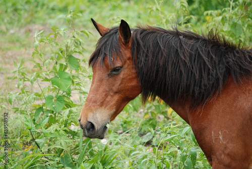 Fotografie Sweet Grazing Paso Fino Horse with His Mouth Full