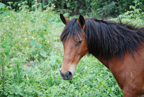 Obraz na plátně Sweet Paso Fino Pony with Long Black Mane