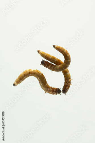 larve perspektive wurm