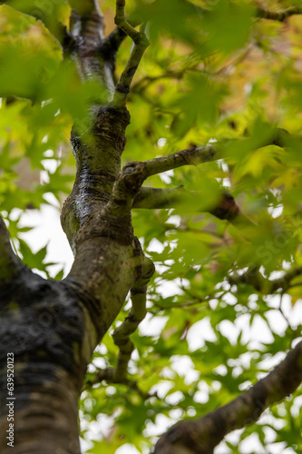 Arbre au feuille verte