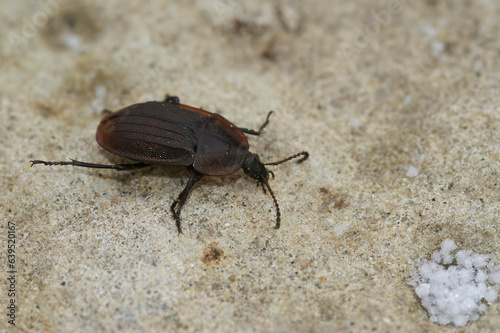 Closeup on a of brown , flat, snail-killing Phosphuga atrata carrion beetle sitting on a stone photo