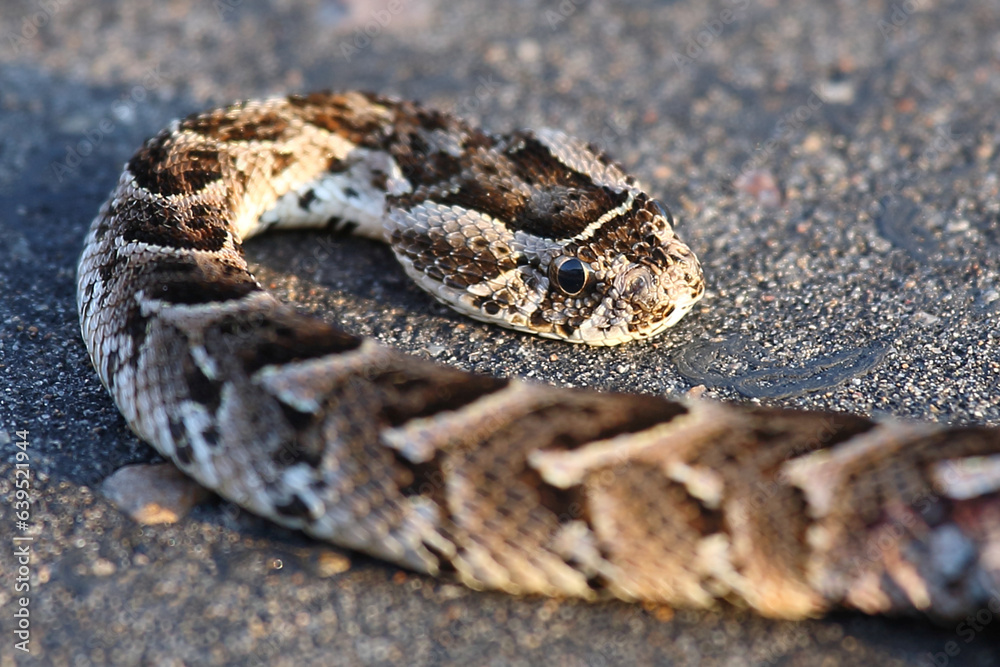 Fototapeta premium Puffotter / Puff adder / Bitis arietans