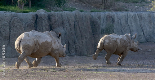 Rhino running in a nature reserve