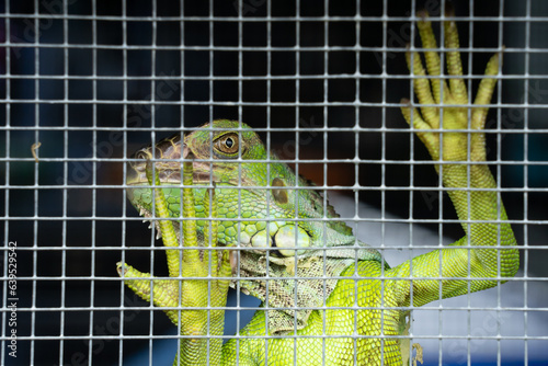 An iguana in a cage waiting to be sold