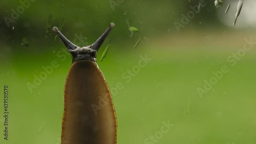 Big Spanash Slug Crawling on Window Glass After Rain. Rain Drops on Window. Wildlife Ecology, Preservation of Environment. Animal in Wild. Snail Crawling on Glass, copy space, Slug on Window
