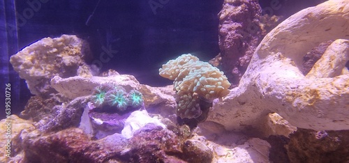Korallen im Meerwasseraquarium