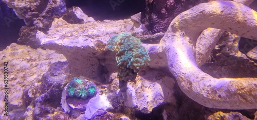 Korallen im Meerwasseraquarium