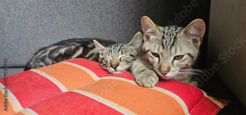 2 Kitten schlafen auf dem Balkon